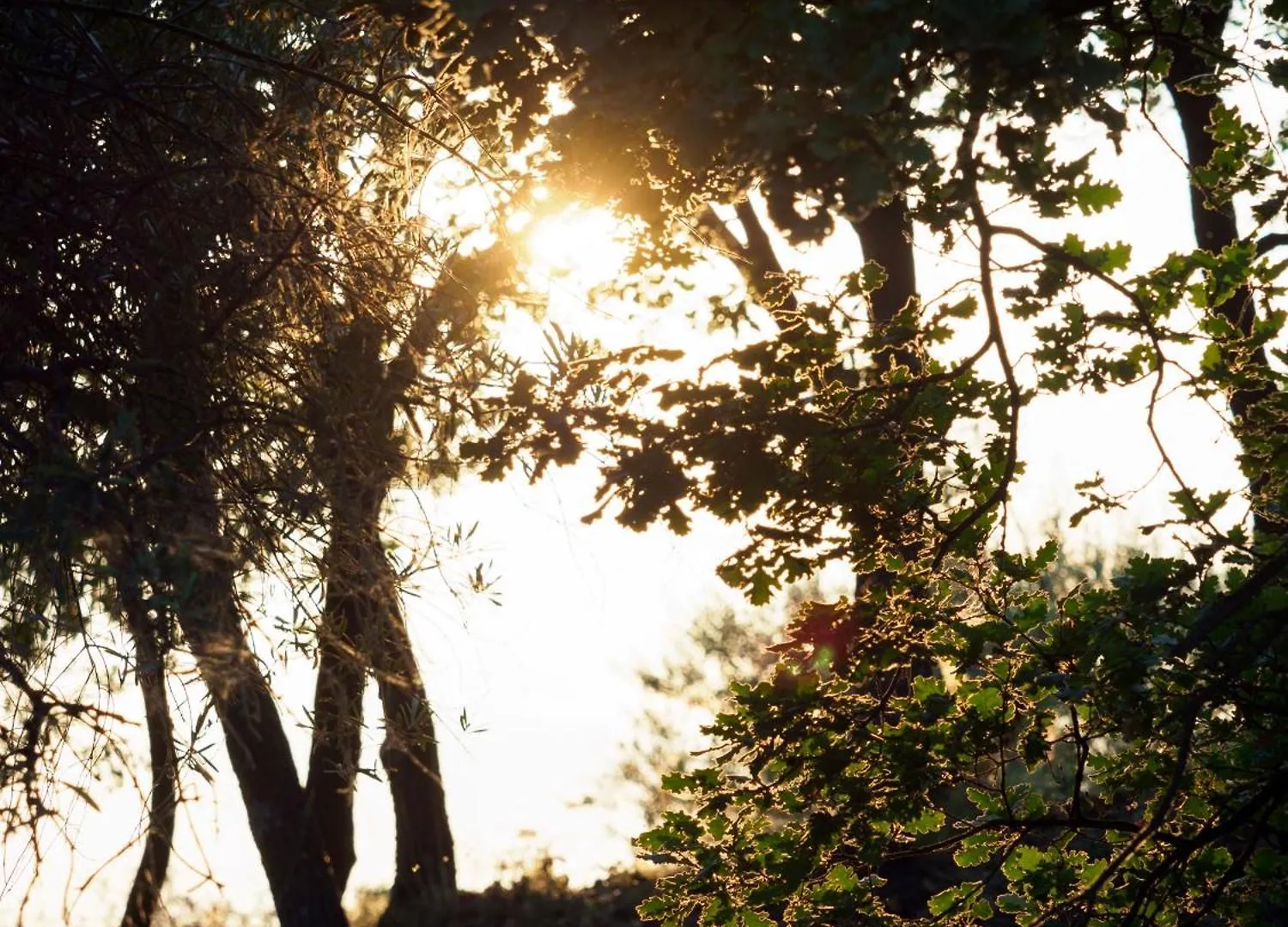 Podere Dell'Etna Segreta - Essential Nature Hotel & Glamping Biancavilla 0*,  Italië